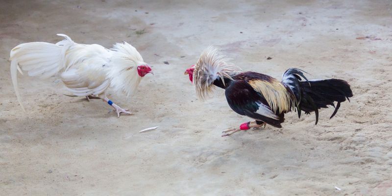 Chiến thuật nâng cao cho gà chọi đá c1