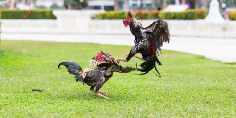 Hướng dẫn chơi gà chọi đá c1 cơ bản