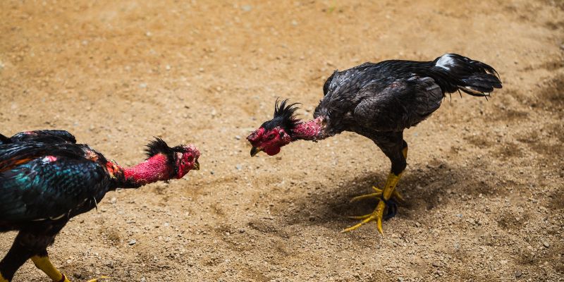 Hướng dẫn xem đá gà tre hiệu quả