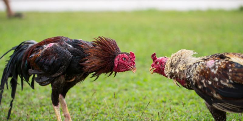 Xem đá gà tre là trải nghiệm không thể bỏ qua